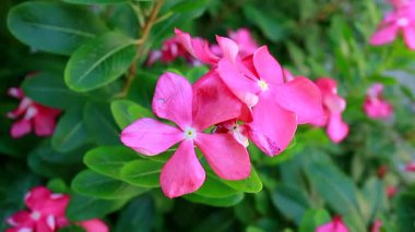 Yumuşak rüzgarda sallanan canlı pembe Madagaskar menekşe çiçeklerinin yakın çekim görüntüleri. Yumuşak odak noktasında yemyeşil yapraklar. Huzurlu, tropikal bir bahçe anı sakinlik, doğa ya da rahatlama temaları için mükemmel..