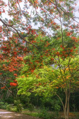 Yeşil yaprakların üzerinde dallanan canlı kırmızı ve sarı alev ağaçlarıyla yemyeşil bir tropikal orman. Arka planda büyük kayalık bir dağ yükselir. Dikey biçim, doğa, seyahat ve çevresel temalar için ideal.