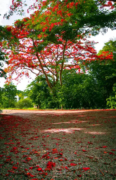 Tayland, Ratchaburi 'de kırmızı alevli ağaçlarla kaplı kırsal yolun dikey fotoğrafı. Sahneyi çevreleyen yeşil yapraklar ve çiçek açan ağaçlar, arkasında uzun bir alev ağacı duruyor. Tropik orman atmosferi, doğa temaları için ideal..