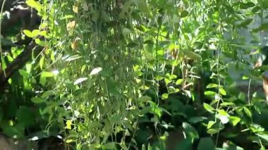 Sabah esintisinde sallanan Dischidia sarmaşıklarının hafif hareketi, güneş ışınları yemyeşil yapraklar üzerinde doğal parıltılar ve gölgeler oluşturur. Ekonomi, sakinlik ve sağlık konuları için ideal.