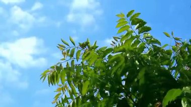 Mango, açık mavi bir gökyüzü ve sürüklenen bulutlar altında güçlü bir rüzgarda hızla sallanır. Rüzgâr ve hareketin gücünü yakalayan tropikal ve dinamik bir doğa sahnesi enerji, çevre veya hava temalı içerik için mükemmeldir..