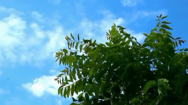 Temiz mavi bir gökyüzünden geçen hareket eden bulutların güzel bir sahnesi. Mango yapraklarının altında rüzgarda hafifçe sallanan bir açının görüntüsü. Doğa geçmişi, rahatlama veya barışçıl atmosfer içeriği için mükemmel..