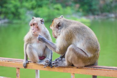 Tırabzanda bir çift makak, erkek arka planda yeşil tropikal rezervuarla dişiyi dikkatlice tımar ediyor, yaban hayatı bakımını ve doğal yağmur ormanları davranışını simgeliyor..