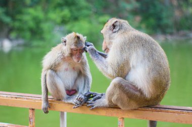Uzun kuyruklu iki makak doğal olarak vahşi doğada etkileşime girer. Erkek, yemyeşil tropikal ormanlarla çevrili bir gölün yanında gözleri kapalı rahat eşini tımar eder..