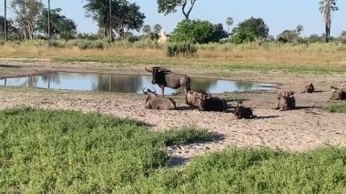 Nxabega, Botswana, Okavango Deltası 'ndaki bir su birikintisinde antilop sürüsü.
