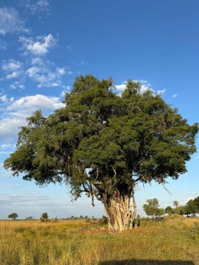 Etrafını saran sarmaşık ağaçlar, Nxabega, Botswana, Okavango Delta