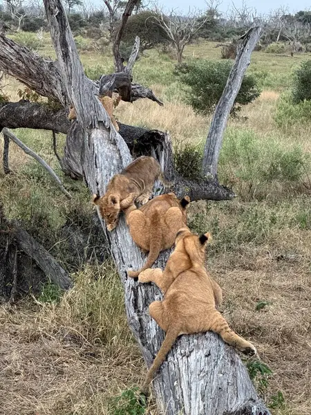 Aslan yavruları ölü bir ağaçta oynuyorlar, Nxabega, Botswana, Okavango Delta