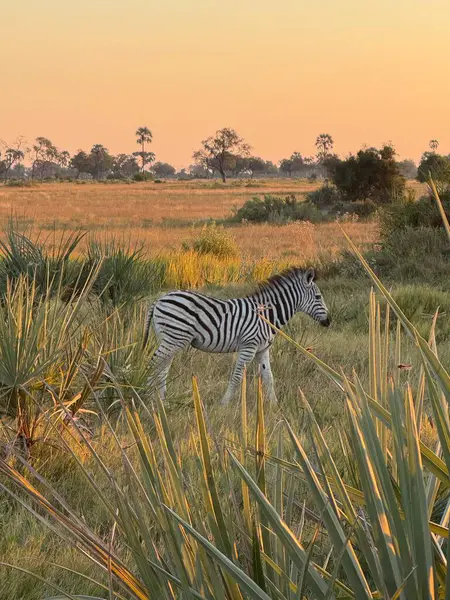 Zebra, alacakaranlıkta açık düzlüğe doğru ilerliyor.