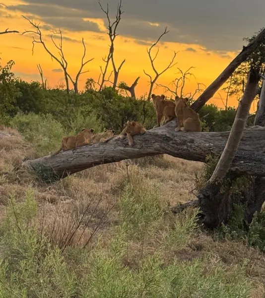 Lion Cubs oyunda, Nxabega, Botswana, Okavango Delta