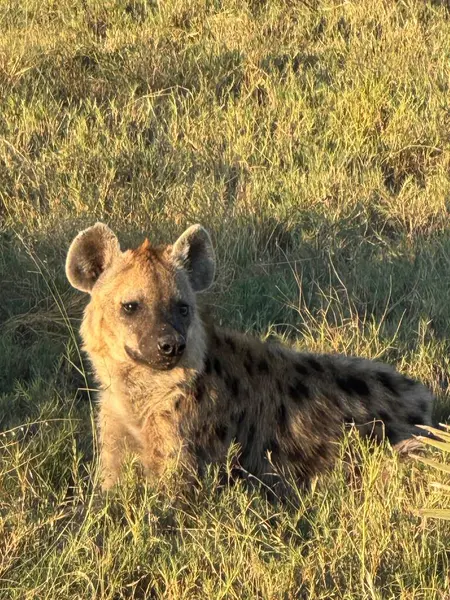 Görülen Sırtlan, Nxabega, Botswana, Okavango Delta