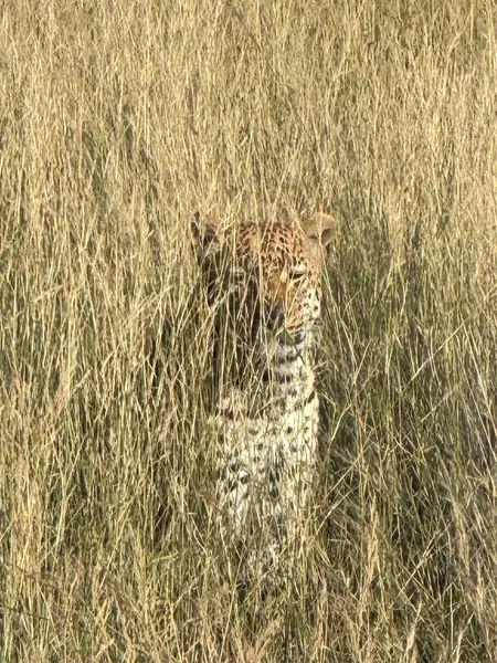 Uzun otların arasında saklanan çita, Nxabega, Botswana. Okavango Deltası