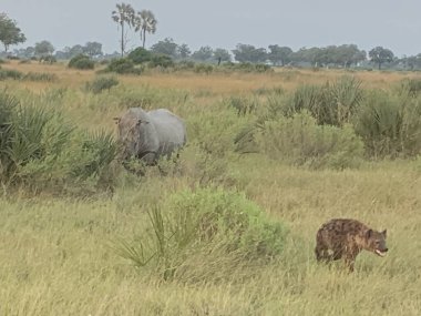 Beyaz Gergedan, Benekli sırtlan, Nxabega, Botswana, Okavango Deltası 'nı kovalıyor.