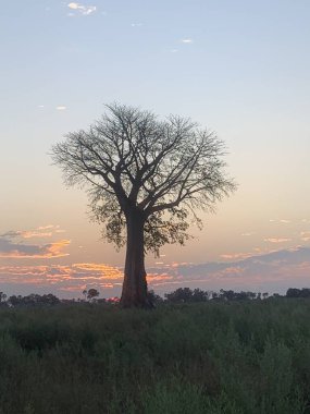 Baobab ağacı, gün batımına karşı siluet, gökyüzü, Nxabega, Botswana, Okavango Deltası