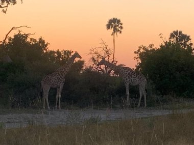 Alacakaranlıkta ağaçlara karşı siluetlenmiş iki zürafa, Nxabega, Botswana, Okavango Deltası