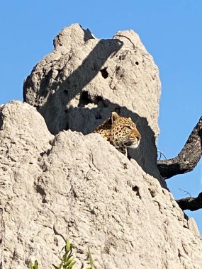 Leopar termit tepeciğinde saklanıyor..