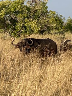 Bufalo otluyor, Nxabega, Botswana, Okavango Delta