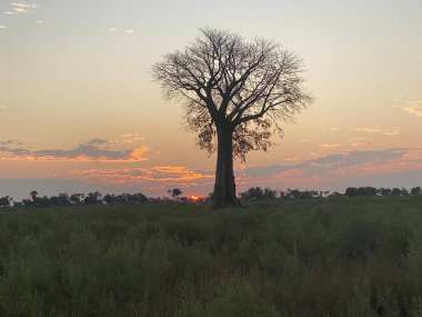 Baobab ağacı gün batımına karşı siluetlendi, Nxabega, Botswana, Okavango Deltası.