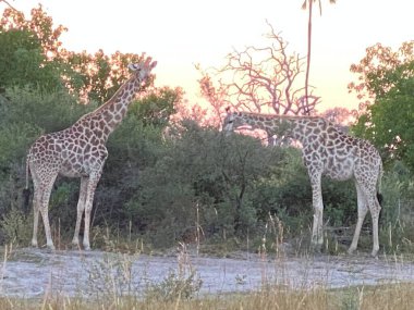 Savanadaki zürafa Akasya ağaçlarında otluyor.