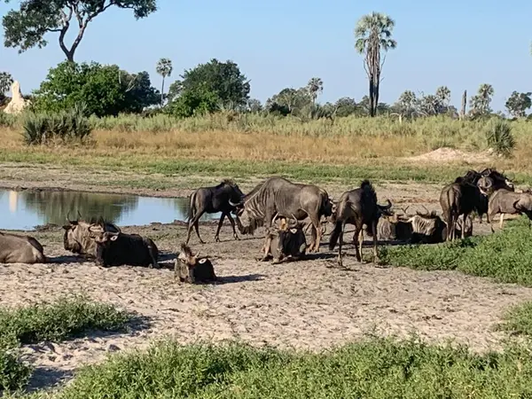 Antilop sürüsü Nxabega, Botswana, Okavango Deltası