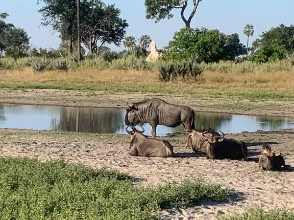 Antilop sürüsü Nxabega, Botswana, Okavango Deltası