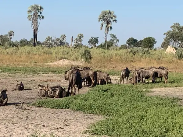 Antilop sürüsü Nxabega, Botswana, Okavango Deltası