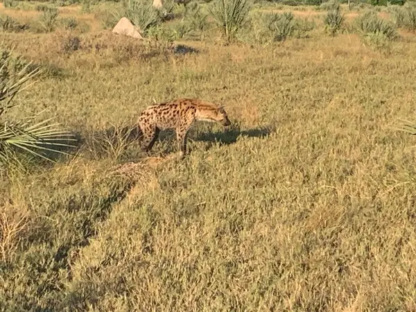 Sırtlan leşi, Nxabega, Botswana, Okavango Deltası