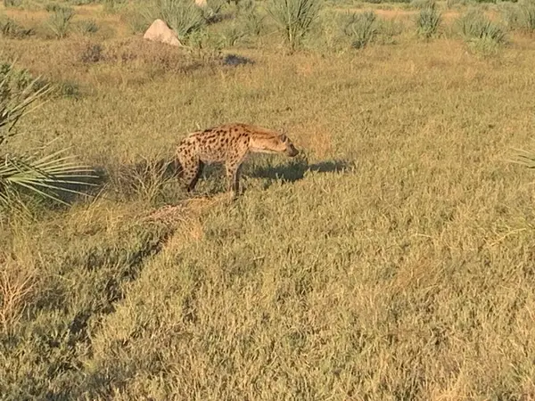 Sırtlan leşi, Nxabega, Botswana, Okavango Deltası
