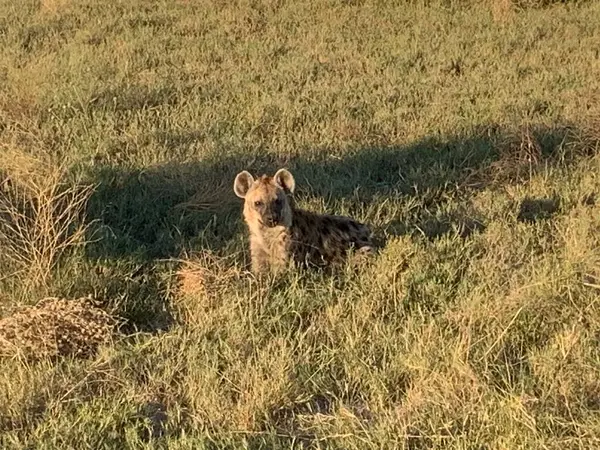 Sırtlan leşi, Nxabega, Botswana, Okavango Deltası