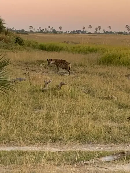 Sırtlan leşi, Nxabega, Botswana, Okavango Deltası