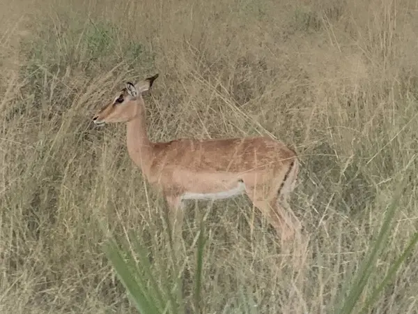 Ormandaki genç bir geyiğin yakın çekimi.
