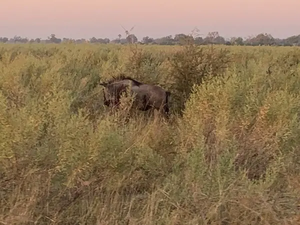 Uzun otların arasında saklanan antiloplar, Nxabega, Botswana, Okavango Deltası
