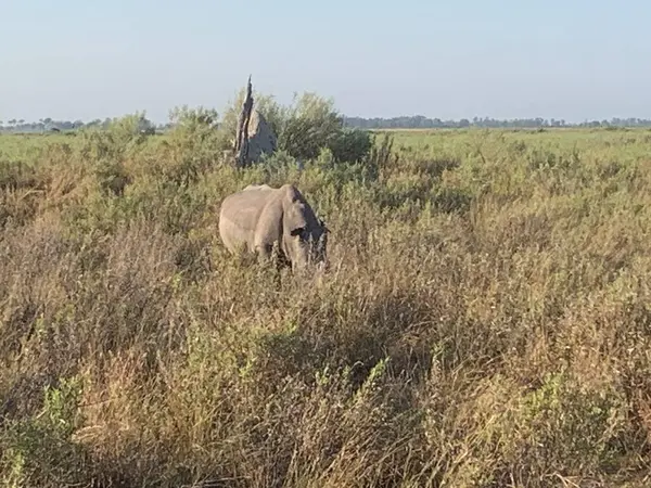 Kornalı beyaz gergedan, Nxabega, Botswana, Okavango Delta