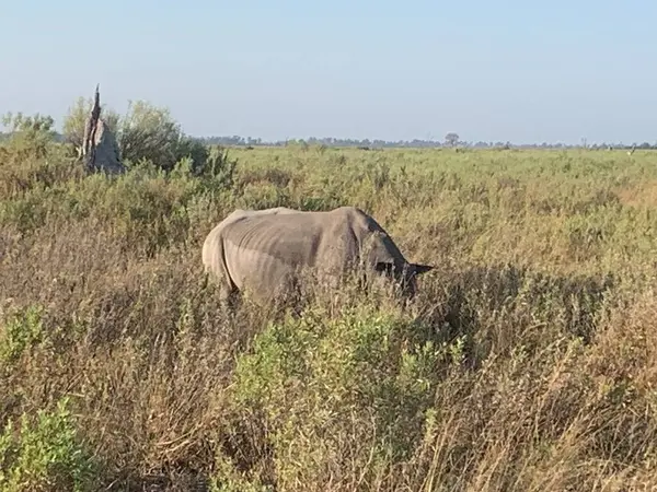 Kornalı beyaz gergedan, Nxabega, Botswana, Okavango Delta