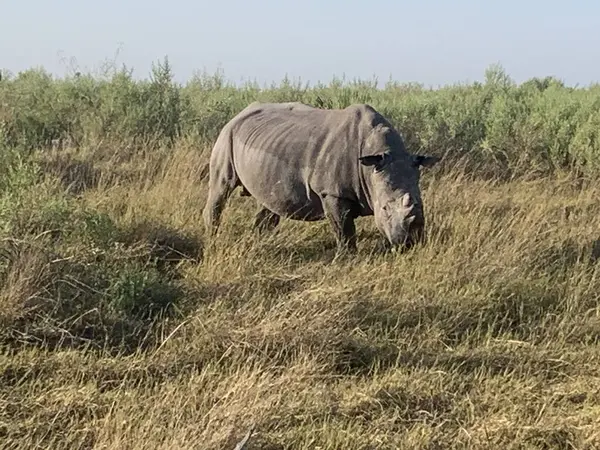 Kornalı beyaz gergedan, Nxabega, Botswana, Okavango Delta