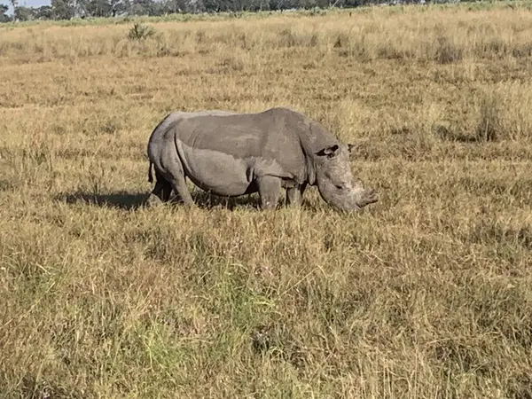 Kornalı beyaz gergedan, Nxabega, Botswana, Okavango Delta