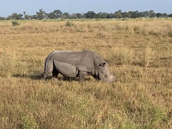 Kornalı beyaz gergedan, Nxabega, Botswana, Okavango Delta