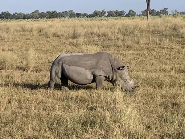 Kornalı beyaz gergedan, Nxabega, Botswana, Okavango Delta