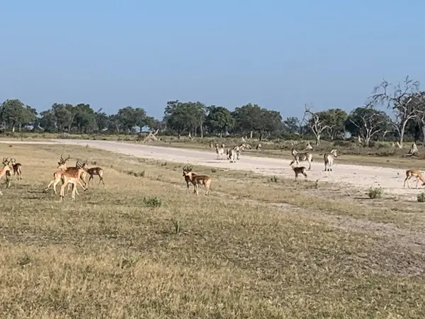 Impala ve Zebra sürüsü açık bir alanın güvenliğini arıyor, Nxabega pisti, Botswana, Okavango Delta.