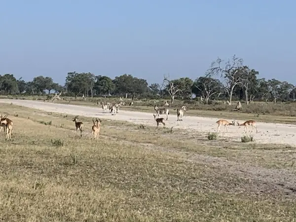 Impala ve Zebra sürüsü açık bir alanın güvenliğini arıyor, Nxabega pisti, Botswana, Okavango Delta.