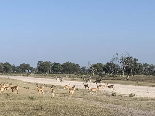 Impala ve Zebra sürüsü açık bir alanın güvenliğini arıyor, Nxabega pisti, Botswana, Okavango Delta.
