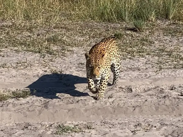 Leopar safariye yakın yürüyor, Nxabega, Botswana, Okavango Delta