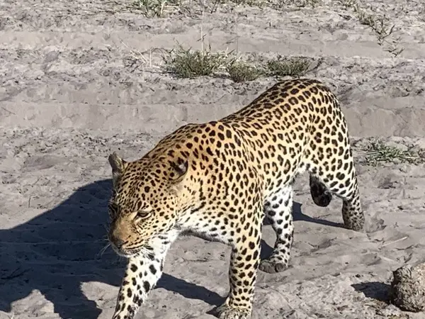 Leopar safariye yakın yürüyor, Nxabega, Botswana, Okavango Delta