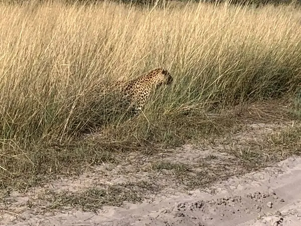 Leopar safariye yakın yürüyor, Nxabega, Botswana, Okavango Delta