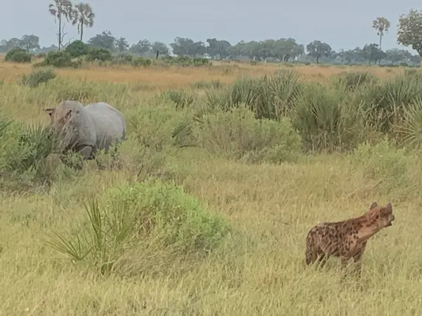 Beyaz gergedan bir sırtlanı kovalıyor, Nxabega, Botswana, Okavango Delta