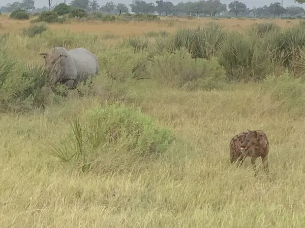 Beyaz gergedan bir sırtlanı kovalıyor, Nxabega, Botswana, Okavango Delta
