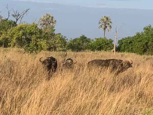 Uzun otlardaki bizonlar, Nxabega, Botswana, Okavango Deltası