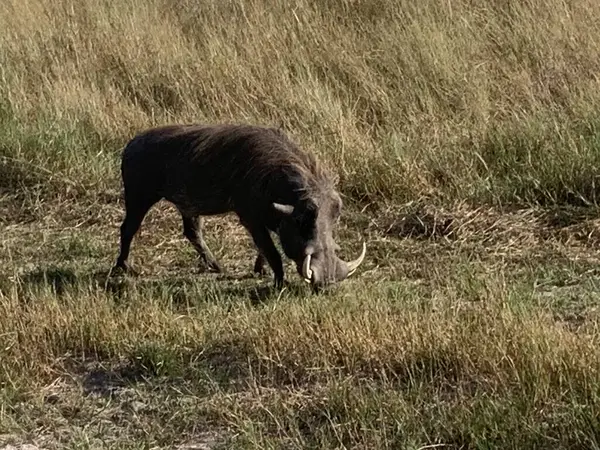 Erkek Yaban domuzu otlatma, Nxabega, Botswana, Okavango Delta.