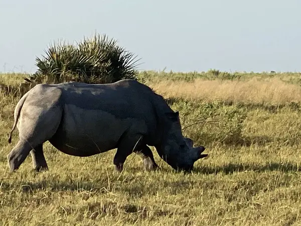 Kornalı beyaz gergedan, Nxabega, Botswana, Okavango Delta