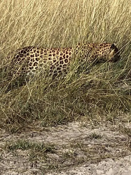 Leopar çimenlerde avını takip ediyor, Nxabega, Botswana, Okavango Delta