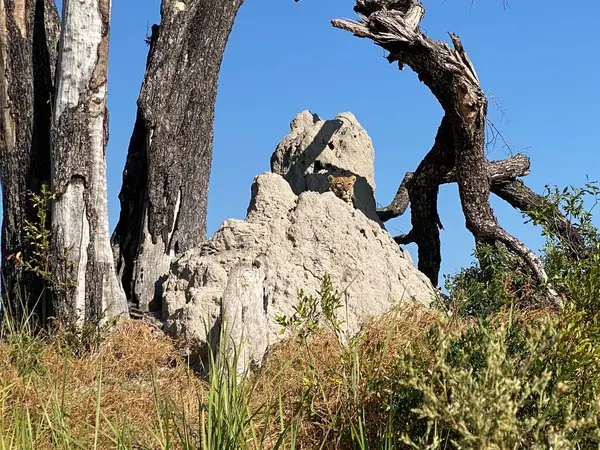 Leopar termit tepeciğinde saklanıyor, Nxabega, Botswana, Okavango Delta.
